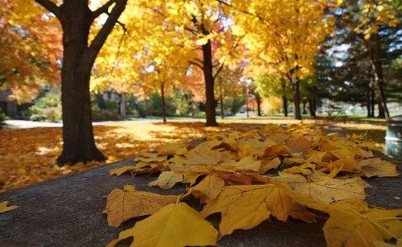 comité technique parc et jardins septembre 2021