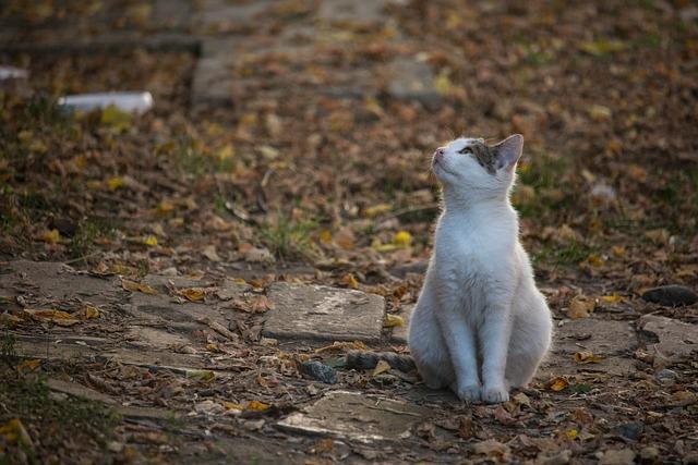 jardin chat octobre DEVE CFTC Paris