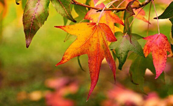 parcs et jardin paris octobre cftc Paris