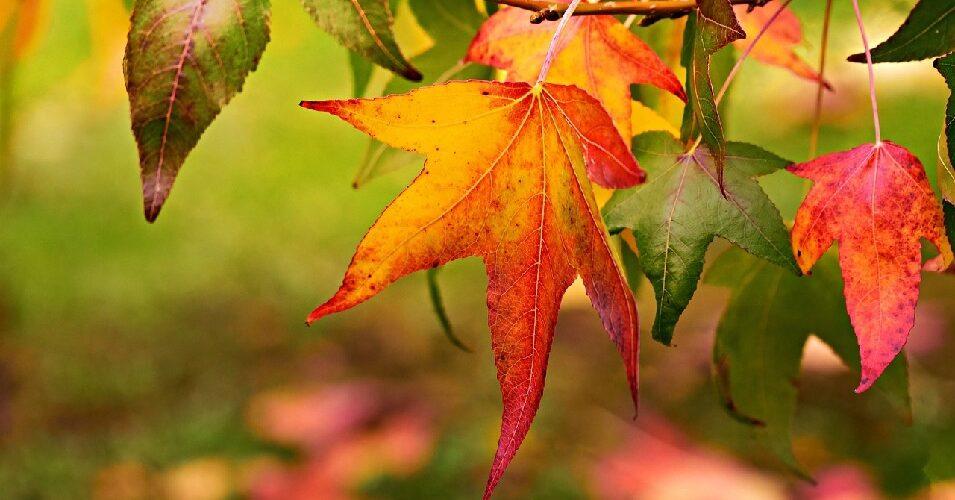 parcs et jardin paris octobre cftc Paris