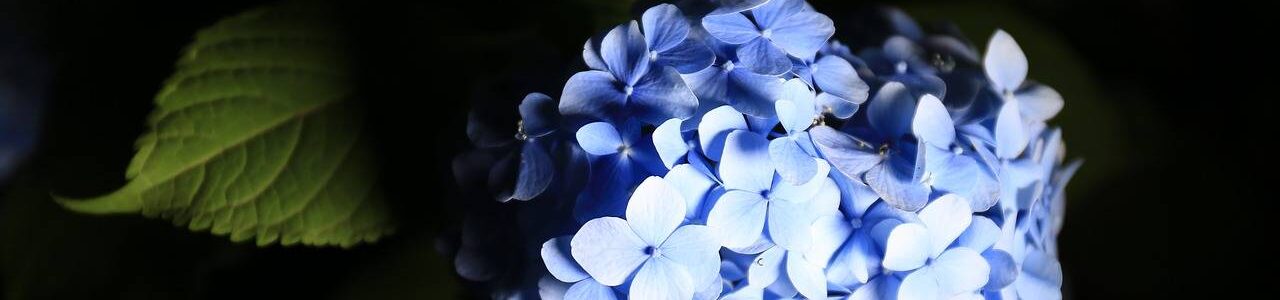 Hydrangea bleu comité technique DEVE juin 2022