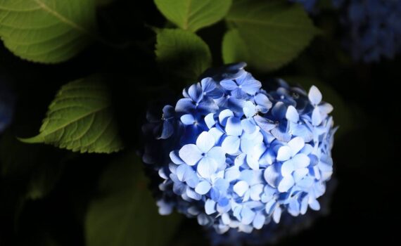 Hydrangea bleu comité technique DEVE juin 2022