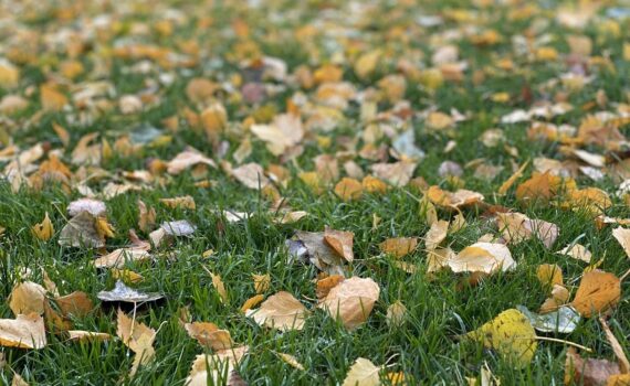 cftc-jardins-paris-novembre