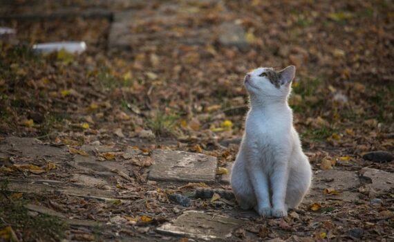 jardin chat octobre DEVE CFTC Paris