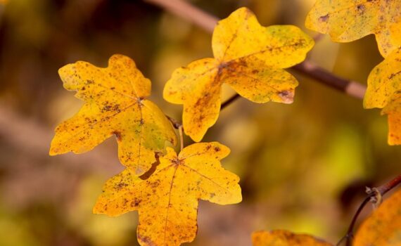 deve novembre cftc paris