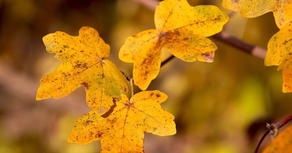 deve novembre cftc paris